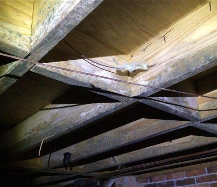 wooden joists in a crawlspace are covered in green and white mold